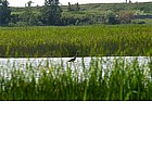 Lago di Massacciucoli