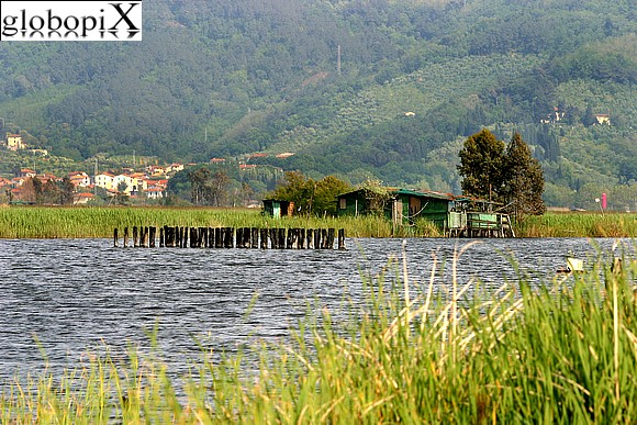 Versilia - Lago di Massacciucoli
