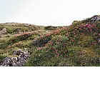 Rododendri