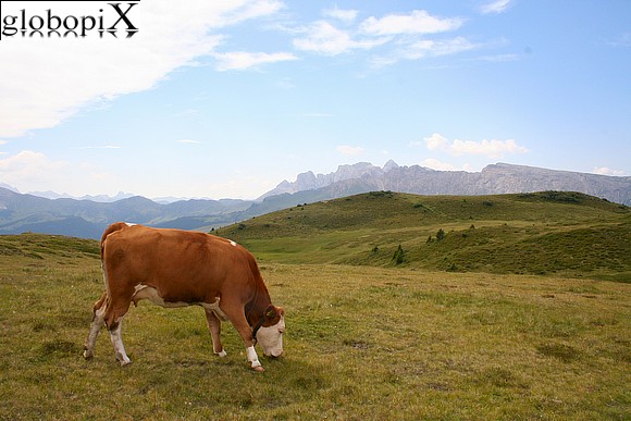 Dolomiti - Alpe Bullaccia