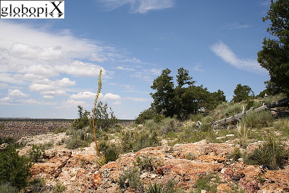 Vegetazione sul Grand Canyon