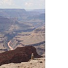 Scoiattolo al Grand Canyon