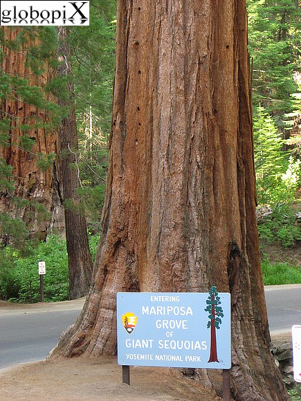 Yosemite - Mariposa Grove