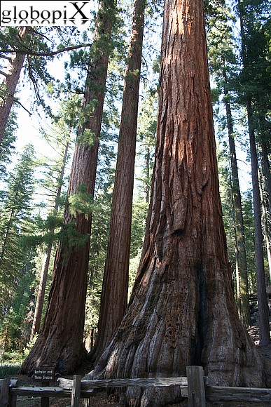 Yosemite - Mariposa Grove