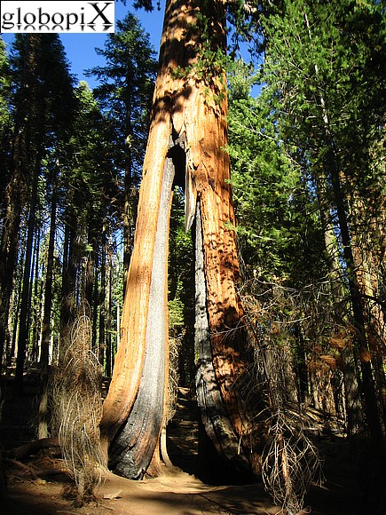 Yosemite - Mariposa Grove
