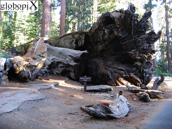 Yosemite - Mariposa Groove