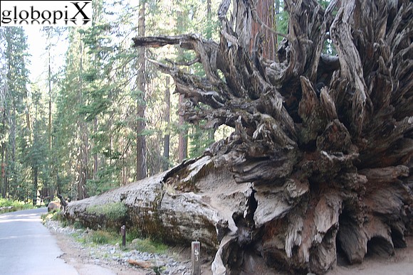Yosemite - Mariposa Grove - Fallen Monarch