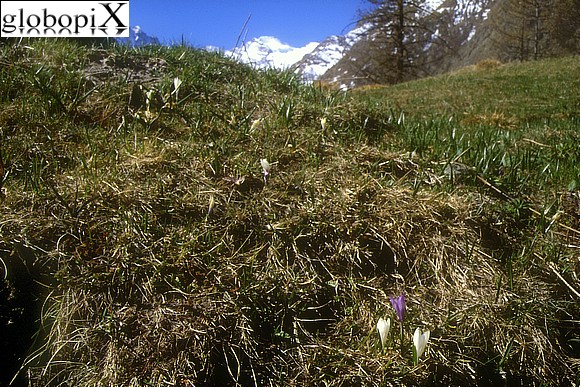 Gran Paradiso - crocchi