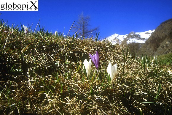 Gran Paradiso - Crocchi fioriti