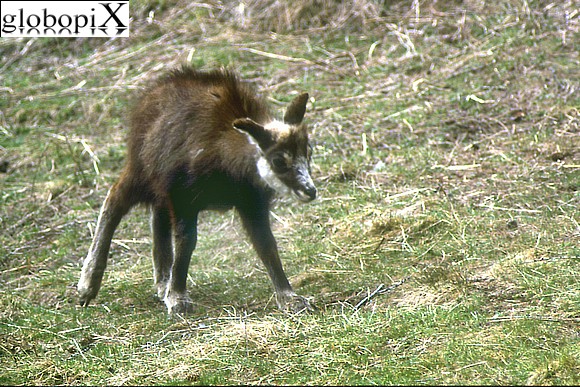 Giovane camoscio