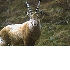 Stambecco
