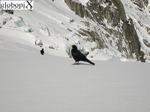 Corvi sul Mer de Glace