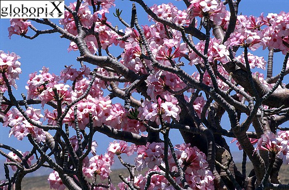 Sana'a Soqotra - Soqotra - rosa del deserto