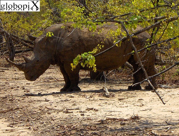 Cascate Vittoria - Rinoceronte nel Parco Mosi-oa-Tunya