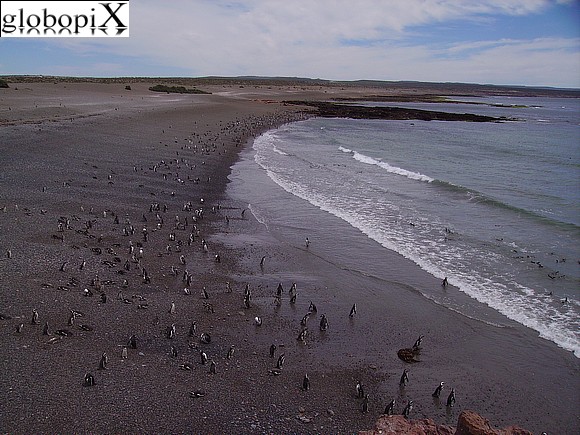 Patagonia - Pinguini a Punta Tombo