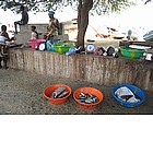 Foto: Pesce in vendita a Rabil