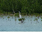 Foto: Uccello tra le mangrovie