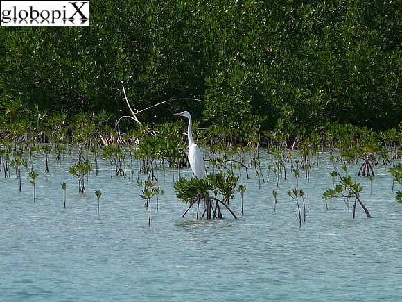 Cayo Largo - Uccello tra le mangrovie
