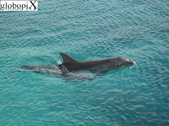 Curacao - Delfini a Curacao