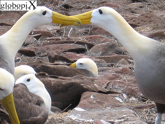 Galapagos - Albatros alle Galapagos