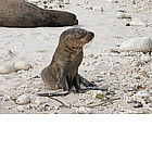 Foto: Leone marino alle Galapagos