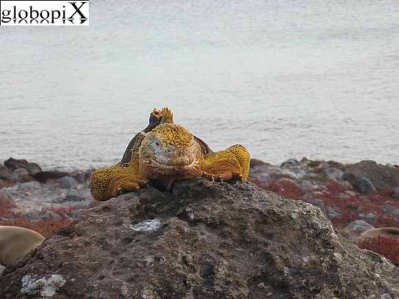 Galapagos - Iguana Terrestre