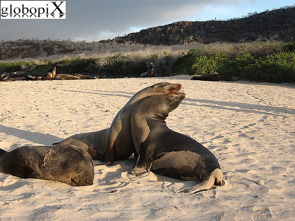 Galapagos - Leoni marini sull'isola di Santa Fe