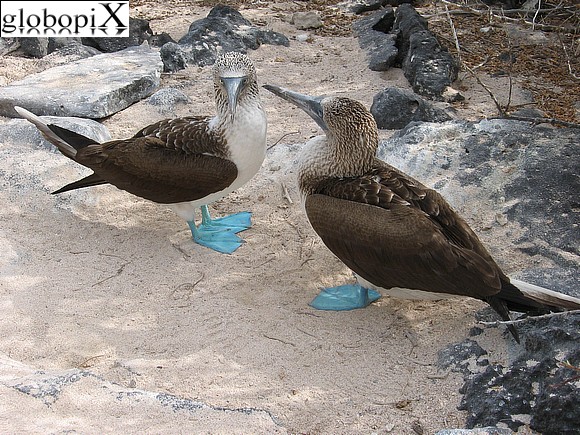 Galapagos - Sule dalle zampe azzurre