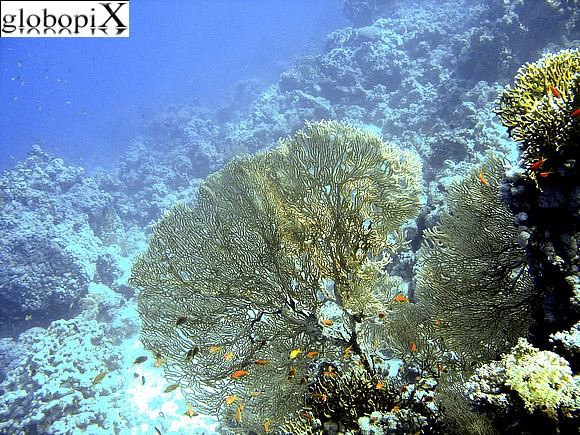 Sharm Diving - Corallo nel Mar Rosso