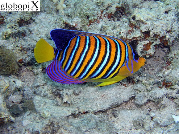 Sharm Diving - Pesce angelo imperatore