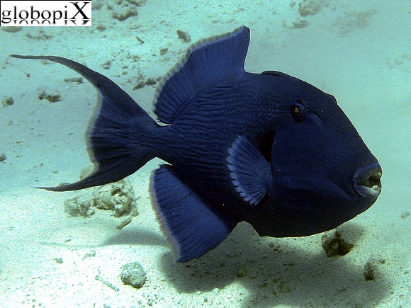 Sharm Diving - Pesce balestra