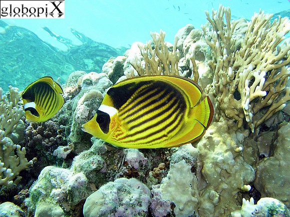 Sharm Diving - Pesce farfalla fasciato