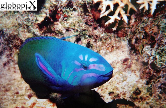 Sharm Diving - Pesce pappagallo rugginoso
