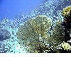 Photo: Corallo nel Mar Rosso