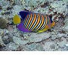 Photo: Pesce angelo imperatore