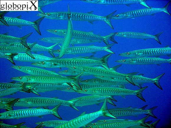 Sharm Diving - Un branco di barracuda