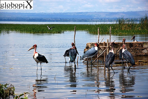 Etiopia - Lago Awasa