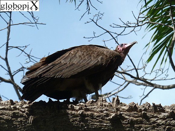 Gambia - Avvoltoio