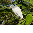 Foto: Uccello bianco