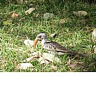 Photo: Uccello al Bijilo National Park