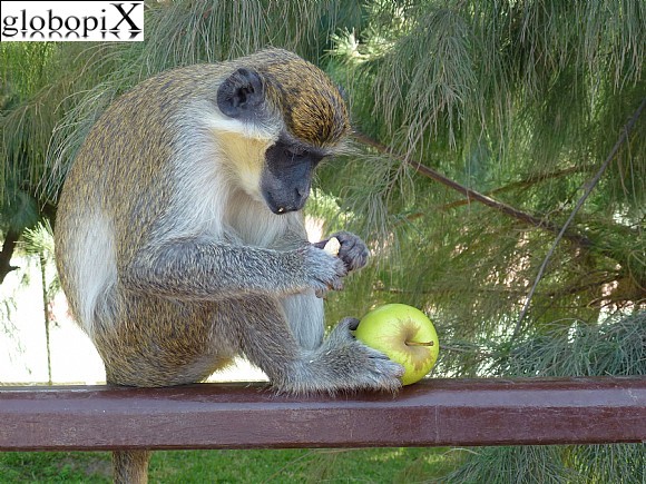 Gambia - Scimmia curiosa