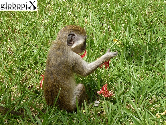 Gambia - Scimmietta giocosa