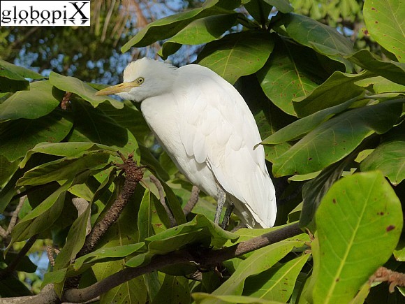 Gambia - Uccello bianco