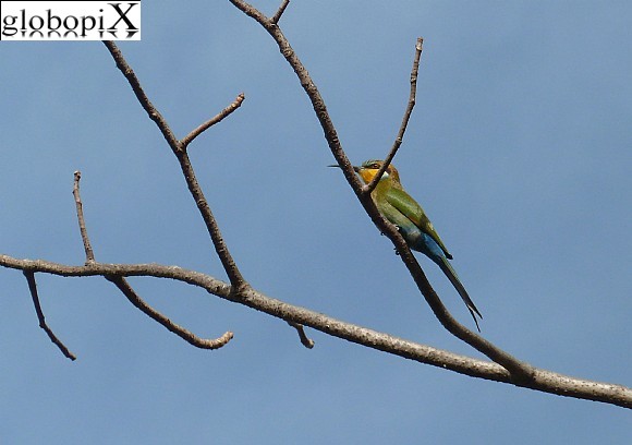 Gambia - Uccello colorato