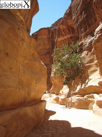 Petra - Canyon a Petra