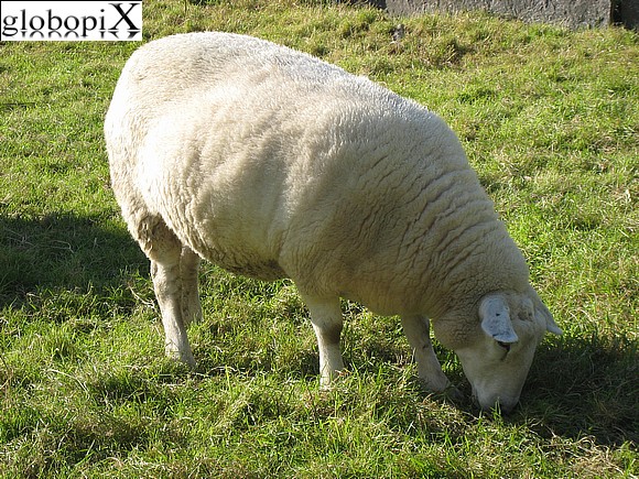 Tour Irlanda - A sheep near Bunratty Castle