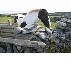 Foto: Cavallo a Inisheer