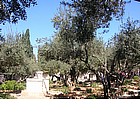 Foto: Orto del Gethsemani