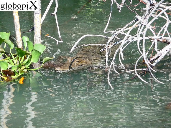 Giamaica - Coccodrillo nel Black River