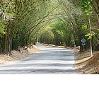 Photo: Bamboo Avenue